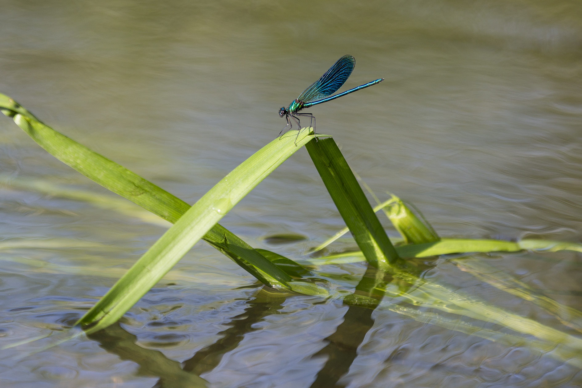 Eine Libelle auf einer Wasserpflanze in der Wabe bei Rautheim.