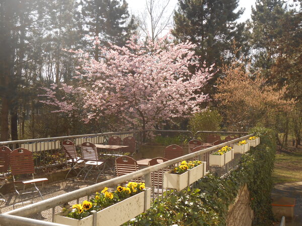 Garten Bild (Wird bei Klick vergrößert)