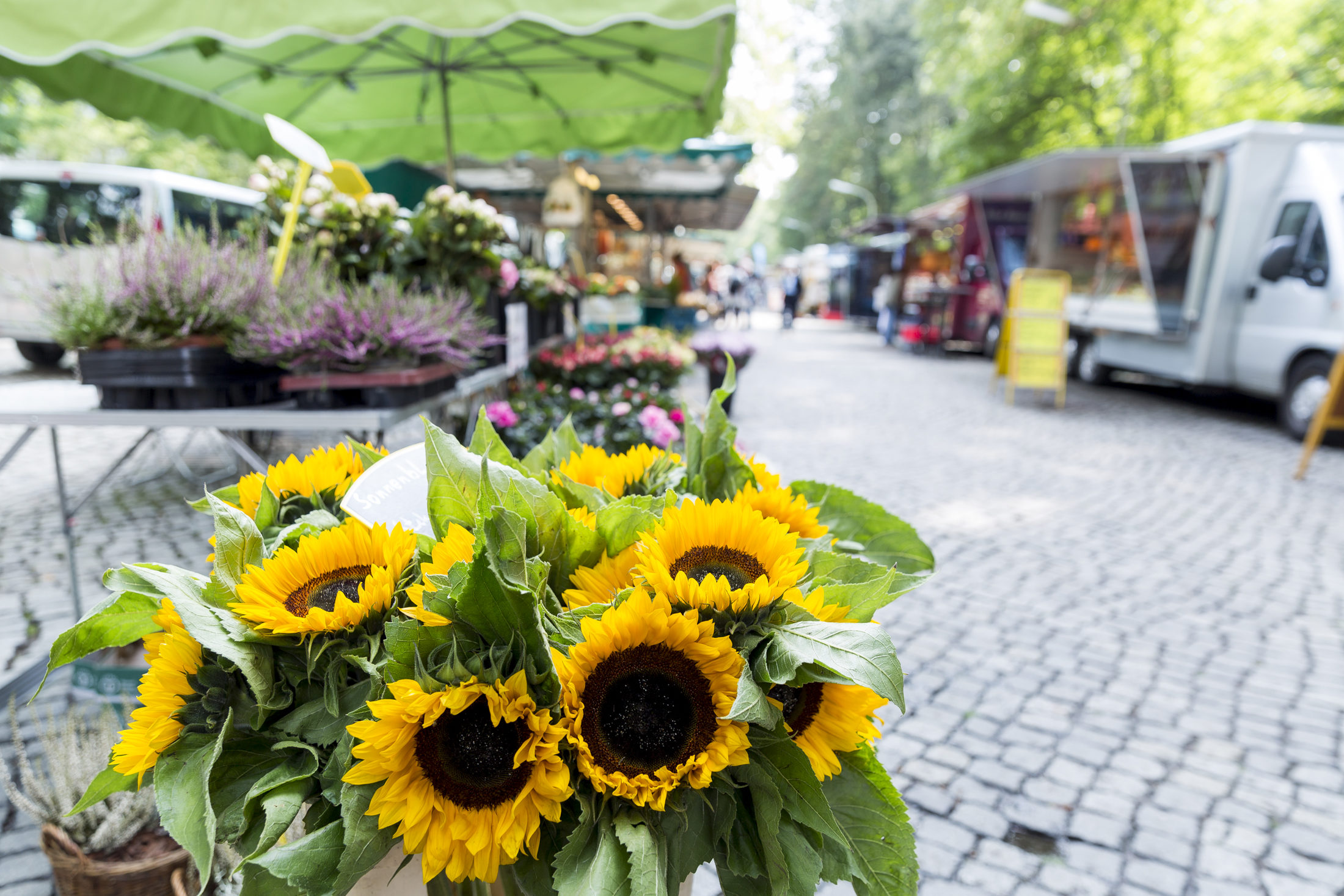 Sonnenblumen auf dem Wochenmarkt Stadtpark (Wird bei Klick vergrößert)