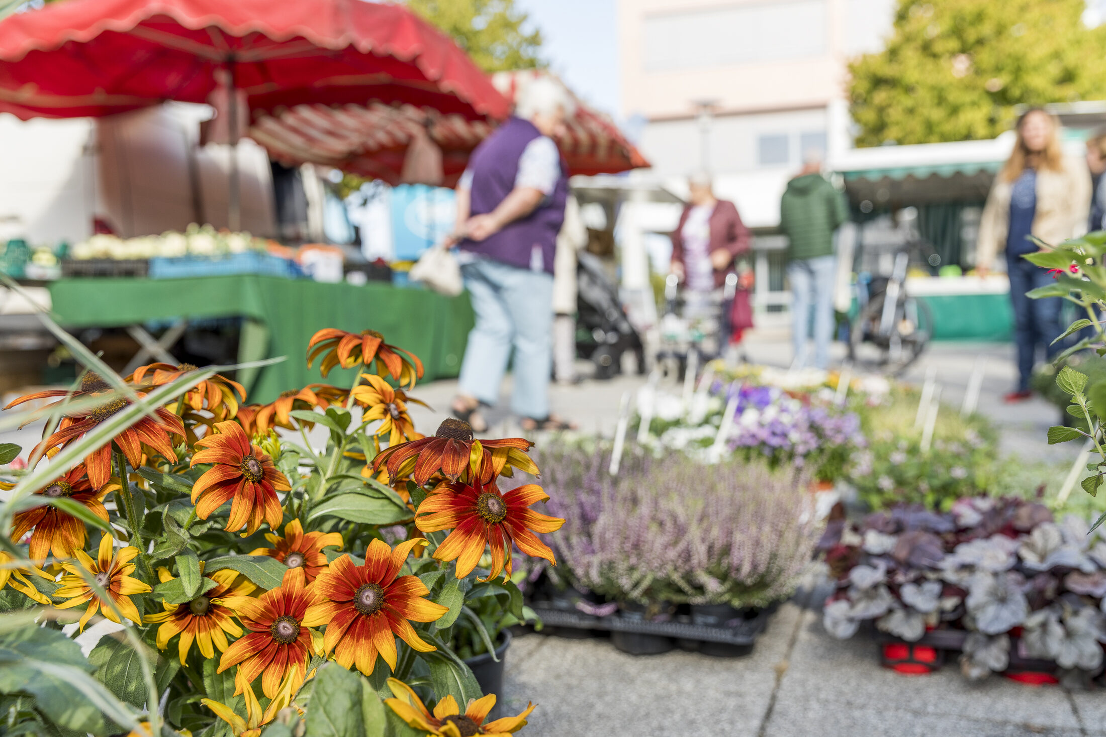 Blumenmeer auf dem Wochenmarkt (Wird bei Klick vergrößert)