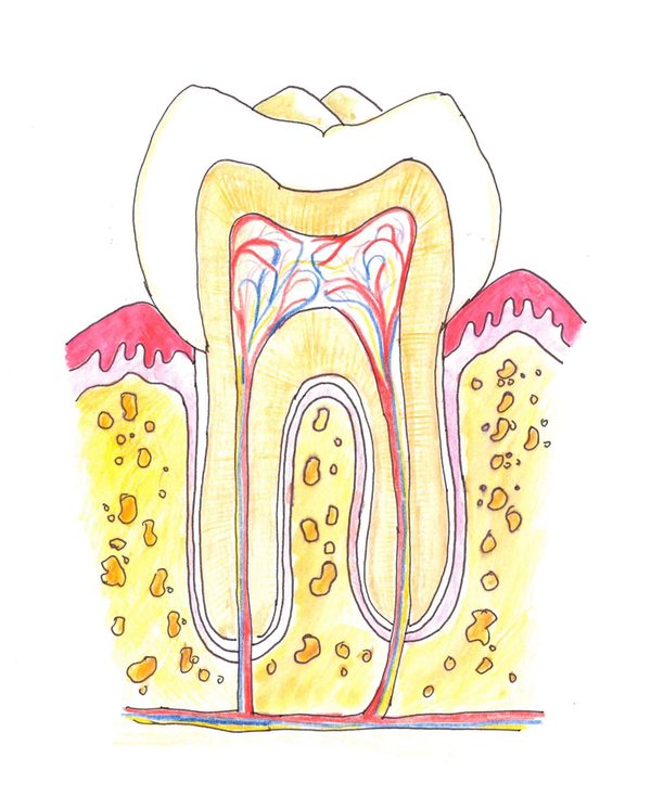 Skizze eines gesunden Zahns (Wird bei Klick vergrößert)
