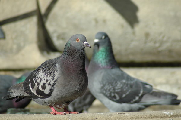 Zwei Tauben sitzen auf einem Geländer aus Stein vor einem Gebäude. (Wird bei Klick vergrößert)