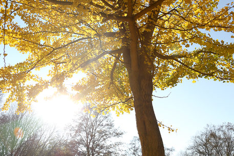 herbstlich gelb gefärbter Baum mit Sonne im hintergrund