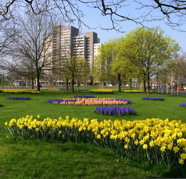 Frühjahrsblüher am Berliner Platz (Wird bei Klick vergrößert)