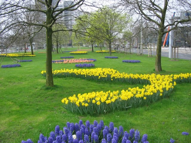Frühjahrsblüher am Berliner Platz (Wird bei Klick vergrößert)