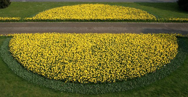 Frühjahrsblüher am Lessingplatz (Wird bei Klick vergrößert)