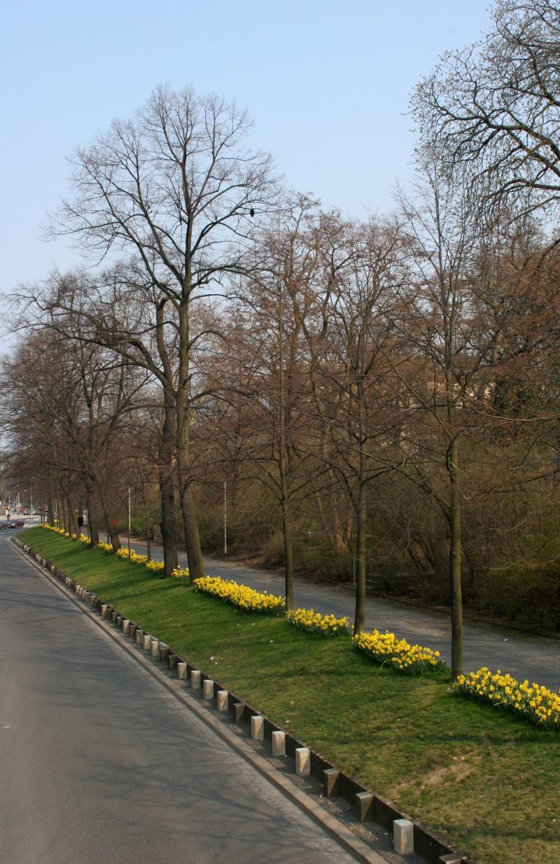 Frühjahrsblüher am Magnitorwall Museumplatz (Wird bei Klick vergrößert)