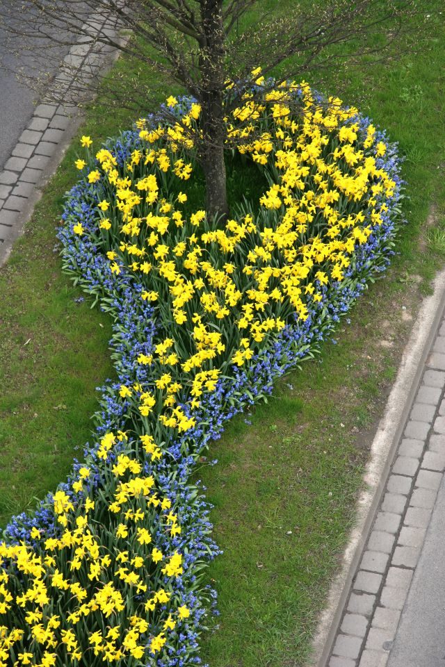 Frühjahrsblüher an der Theodor-Heuss-Straße (Wird bei Klick vergrößert)