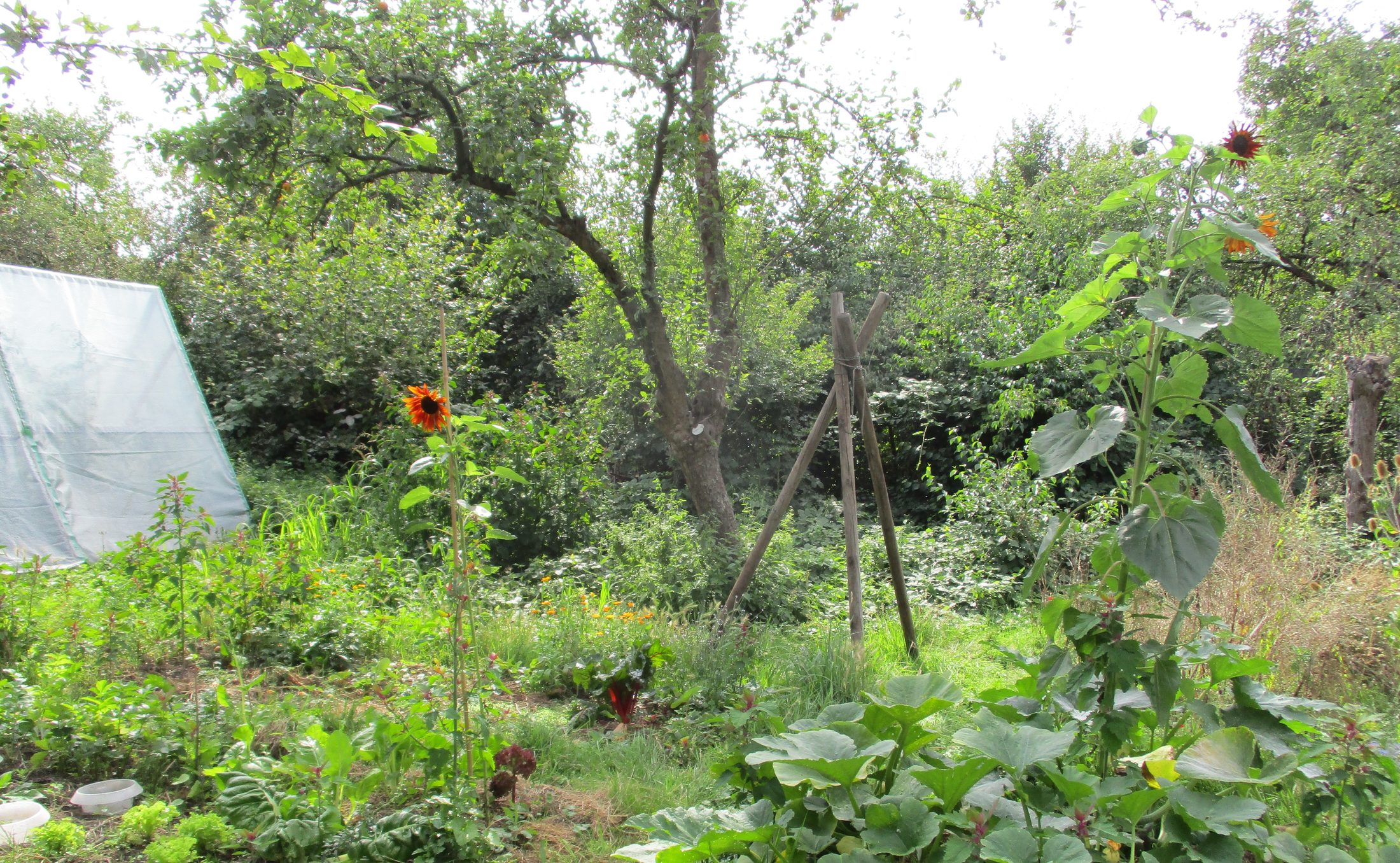 Auf dem Foto ist ein wilder Naturgarten zu sehen mit einem alten Obstbaum, Sonnenblumen, verschiedenem Gemüse wie Kürbispflanzen und Mangold. Ein Rankgerüst aus drei Pfählen steht mittendrin. Es sind keine Beete angeordnet, sondern als wächst wild und ungeordnet.