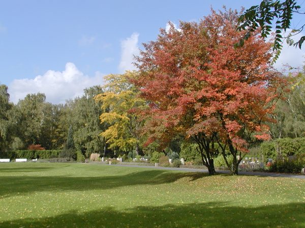 Bäume mit Herbstfärbung neben einer Wiese (Wird bei Klick vergrößert)