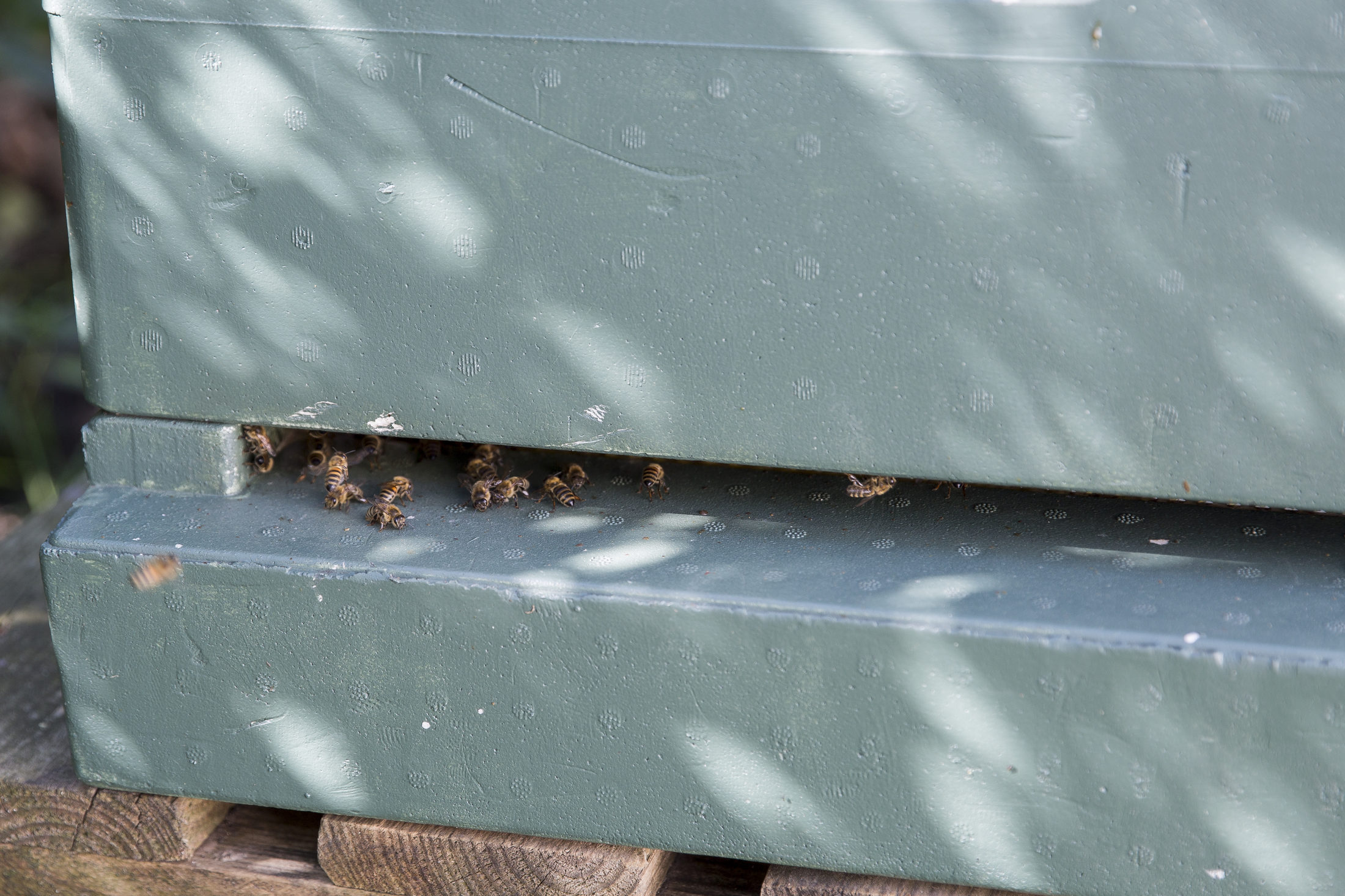 Stadtgarten Bebelhof - Eifrige Bienen (Wird bei Klick vergrößert)