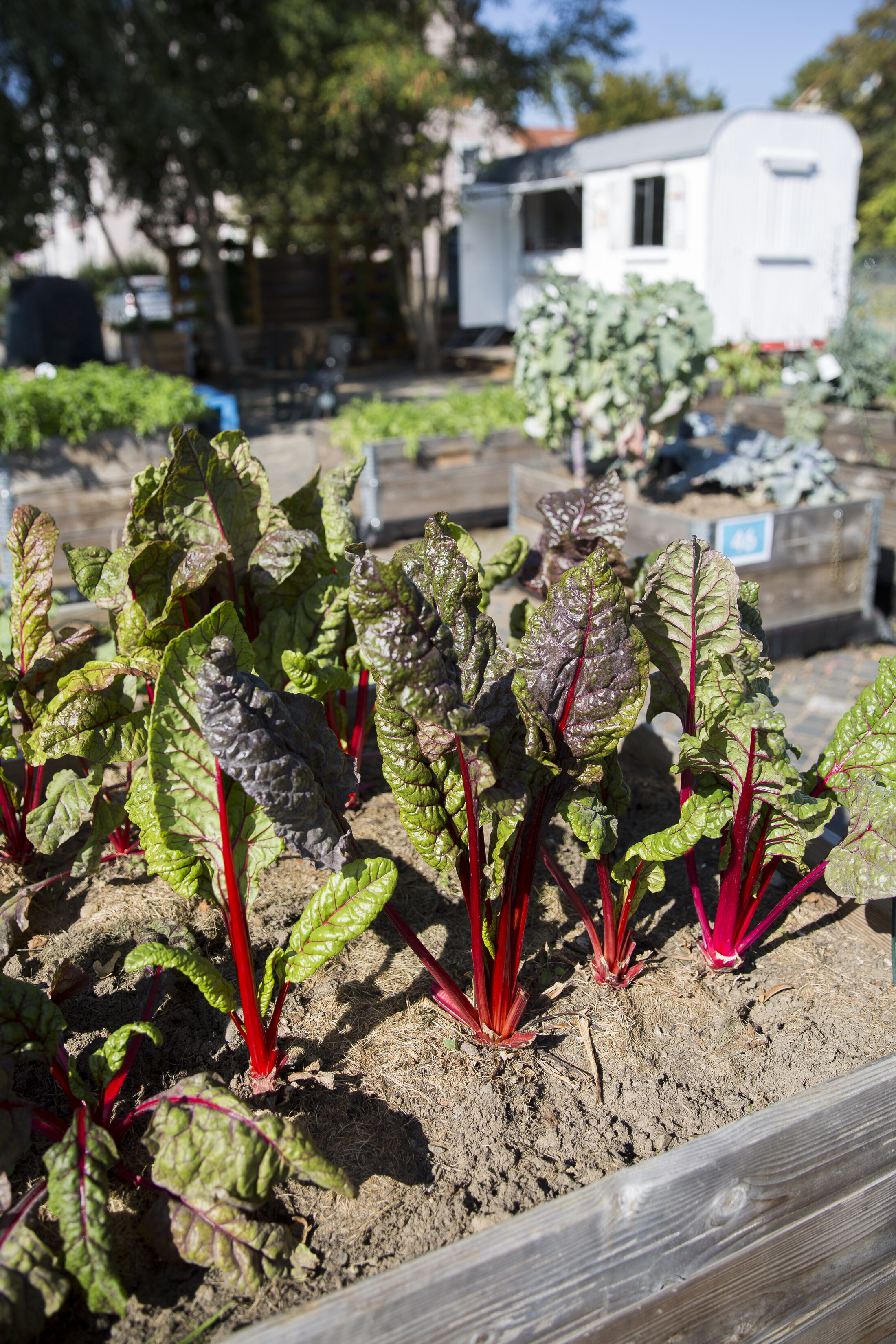 Stadtgarten Bebelhof - Gemüse frisch aus dem Beet (Wird bei Klick vergrößert)