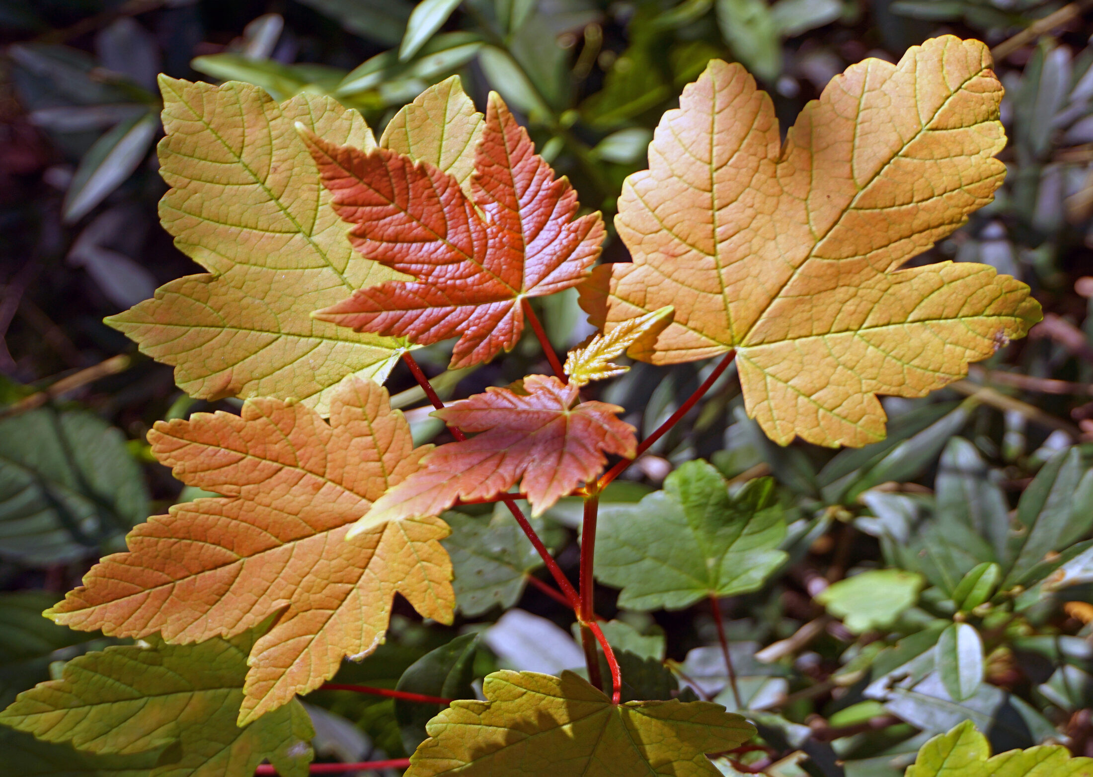 Herbstfarben im Wäldchen (Wird bei Klick vergrößert)