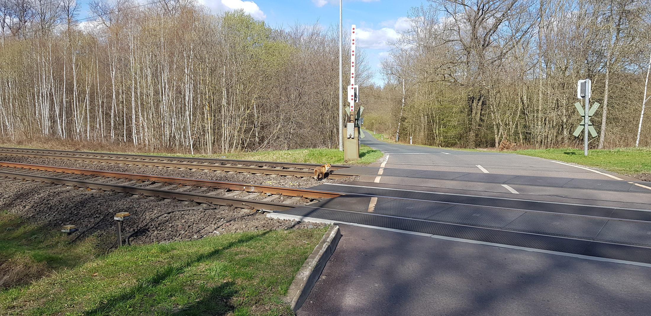 Fuchs am Bahnübergang Marienborn (Wird bei Klick vergrößert)
