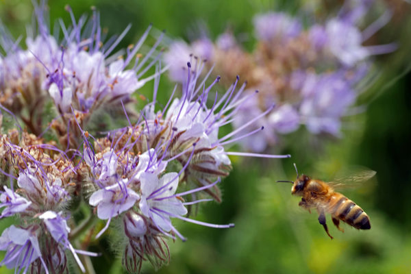 Honigbiene an Phaceliablüte (Wird bei Klick vergrößert)