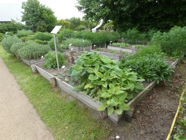 Historischer Garten im Arzneipflanzengarten (Wird bei Klick vergrößert)