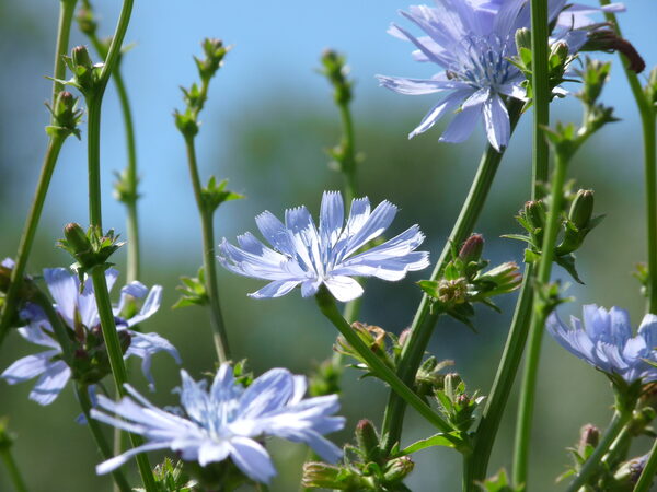 Zichorie, auch Gemeine Wegwarte genannt (Lat.: Cichorium intybus) (Wird bei Klick vergrößert)