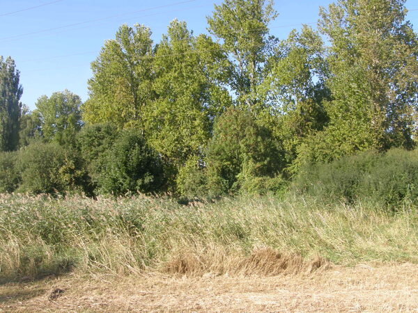 Blick von der Schunterbrücke Wöhrdenweg in Richtung ehem. Bad (Wird bei Klick vergrößert)