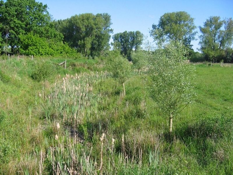 Sandbach am Borwall bei Querum (Wird bei Klick vergrößert)