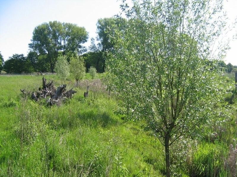 Sandbach am Borwall bei Querum (Wird bei Klick vergrößert)