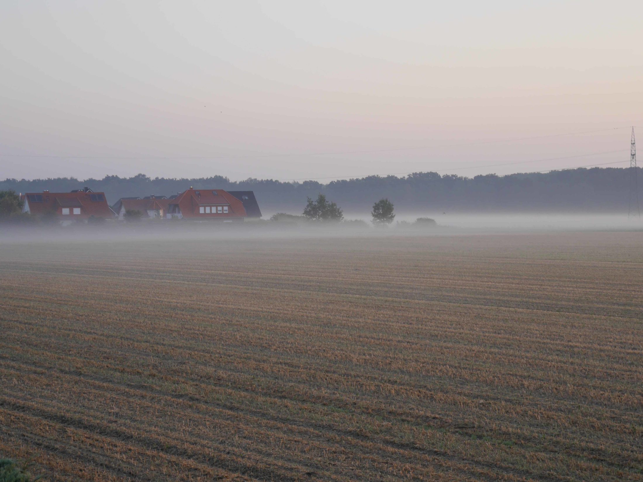 Hopfengarten im Nebel 29.8.15 (Wird bei Klick vergrößert)