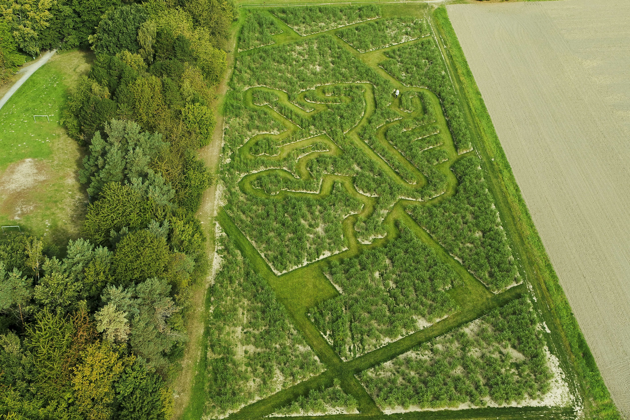 Miscanthuslabyrinth in Form des Löwenlogo aus der Luft (Wird bei Klick vergrößert)