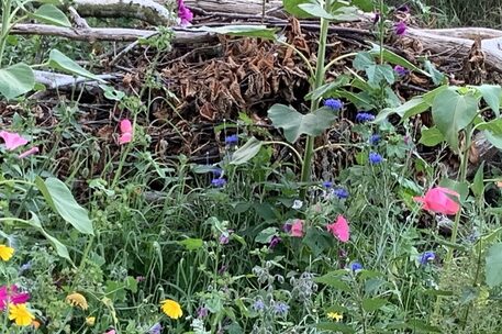 Vor einem Totholzhaufen blüht eine bunte Wiese.