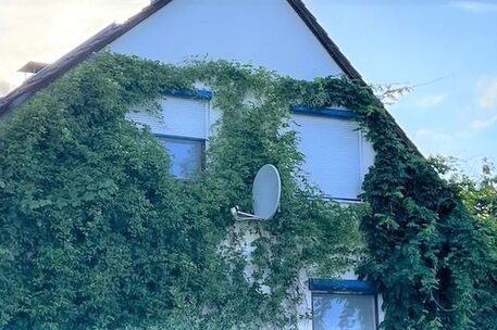 An einem Einfamilienhaus ist die Fassade mit Kletterpflanzen bewachsen.