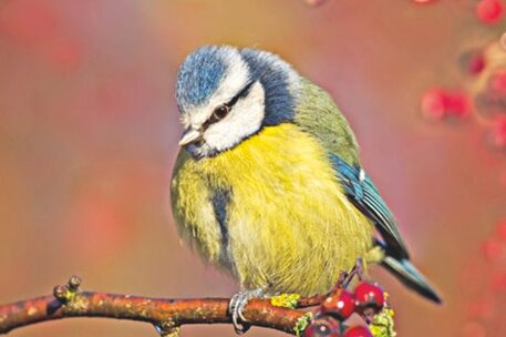 Eine Blaumeise sitzt auf einem Ast mit Beeren.