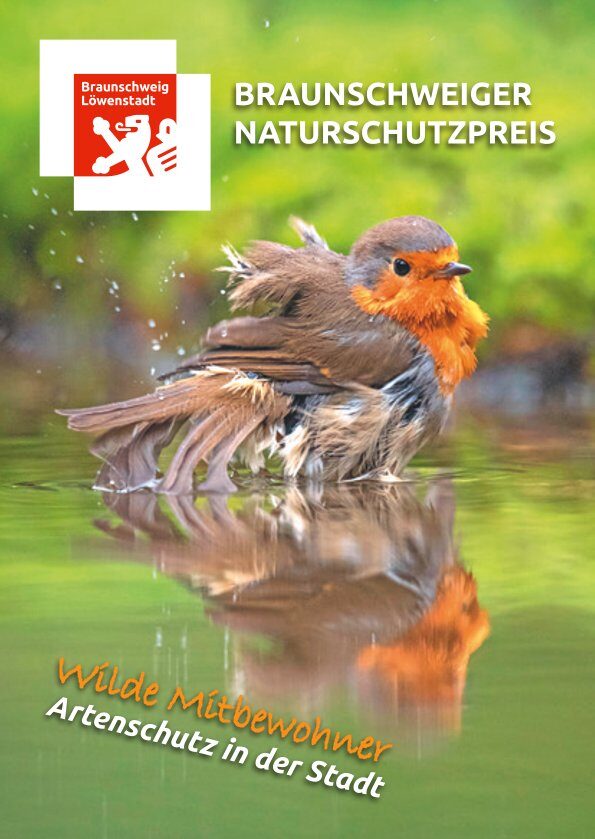 Ein Rotkehlchen badet in einer Pfütze.