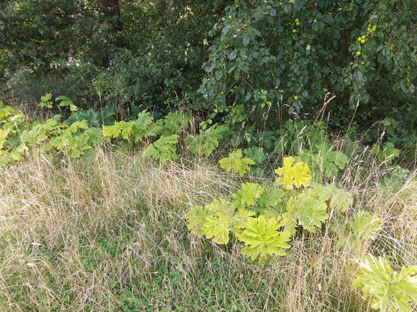 Vor einem Waldrand wachsen im Gras Herkulesstauden.