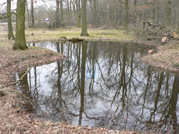 In einem kleinen Gewässer im Wald spiegeln sich die Baumkronen von Eichen. (Wird bei Klick vergrößert)