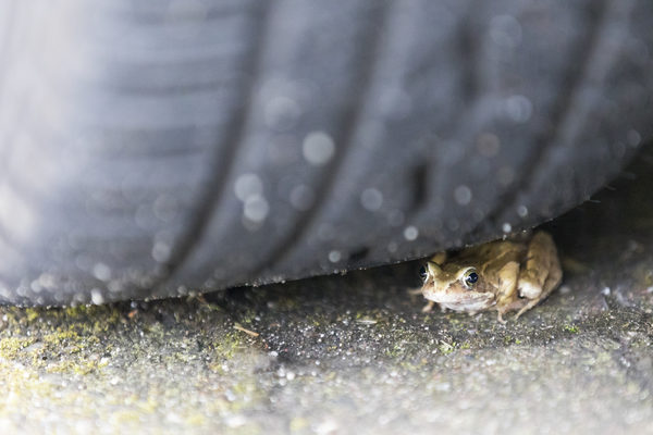Ein Frosch ist unter einem Autoreifen zu sehen.