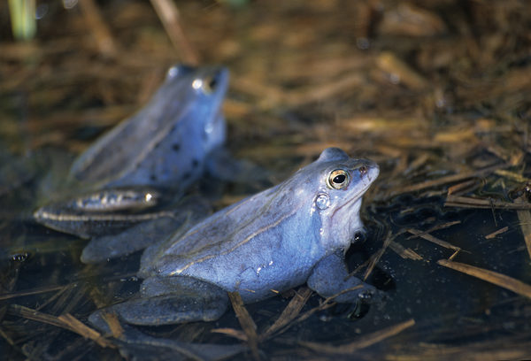 Zwei blaugefärbte Moorfroschmännchen sitzen am Rand eines Gewässers.