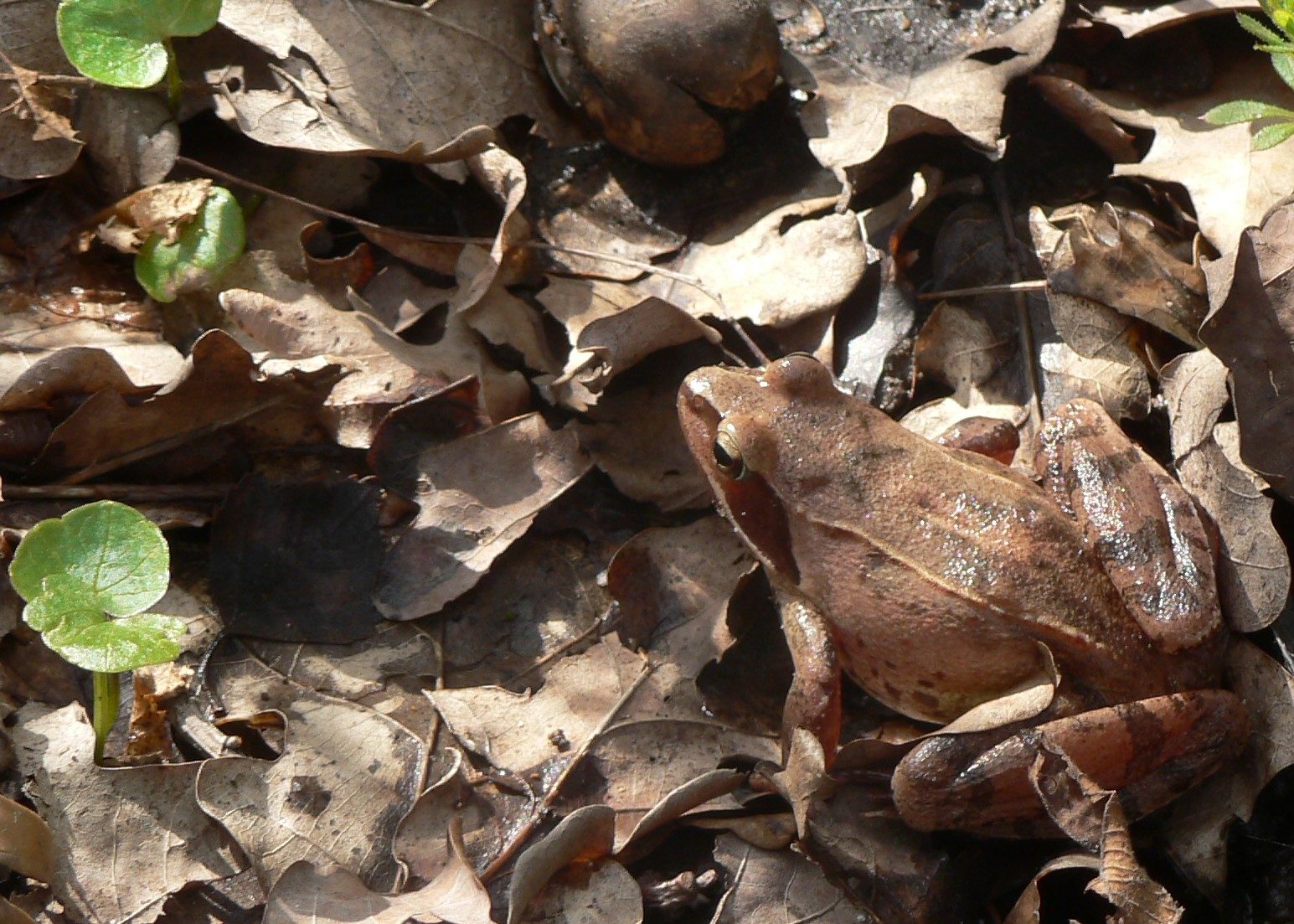 Ein Springfrosch sitzt am Waldboden im Laub. (Wird bei Klick vergrößert)