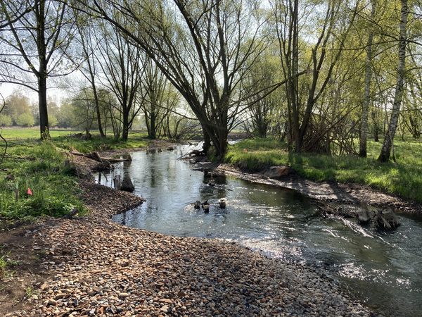 Ein Bach fließt leicht durch eine Auenlandschaft mit Weiden am Ufer. Das Flussbett ist mit Schotterbänken und einzelnen Wurzeln strukturiert. (Wird bei Klick vergrößert)