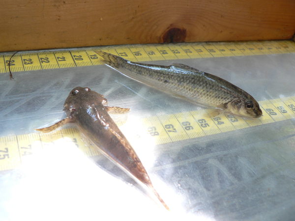 Eine Groppe und ein weiterer Fisch werden zu Untersuchungszwecken vermessen. (Wird bei Klick vergrößert)