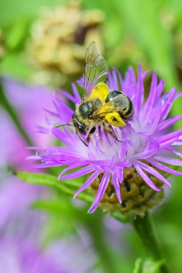 Eine Biene mit Pollenhose sitzt auf einer Blüte.