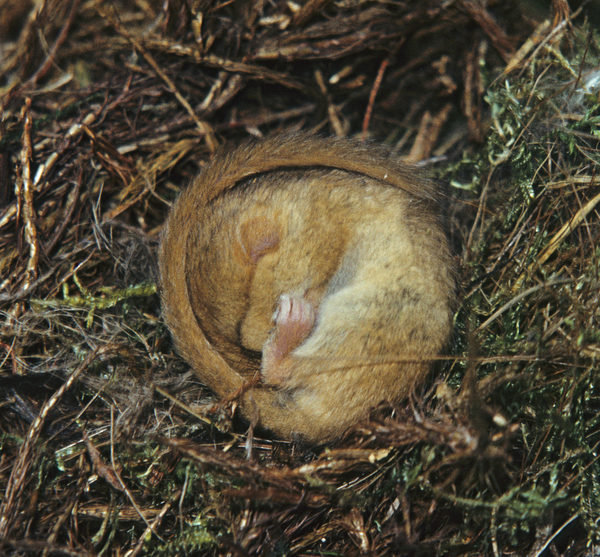 Eine Haselmaus liegt zusammengerollt in ihrem Nest.