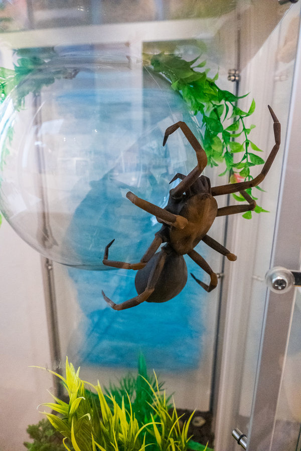 3D-Modell der Wasserspinne, die als einzige Spinnenart unter Wasser lebt und auch bei uns vorkommt.