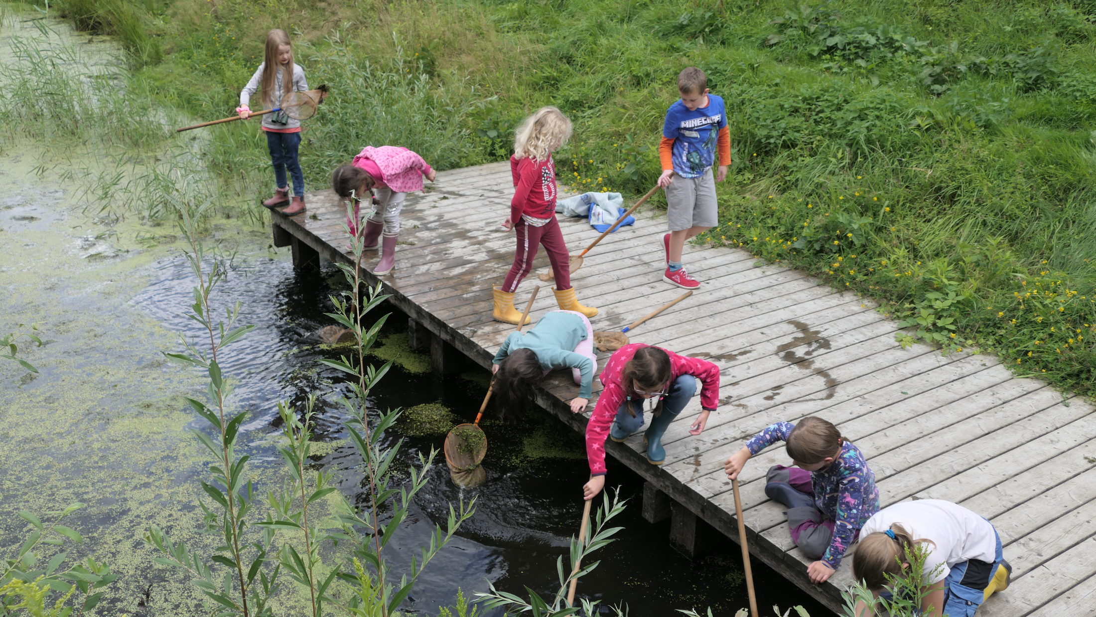 Eine Gruppe Kinder keschert von einem Holzsteeg aus in einem Teich. (Wird bei Klick vergrößert)