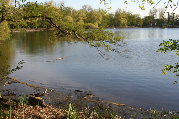 Blick auf ein Gewässer mit frischbelaubten Bäumen am Ufer.