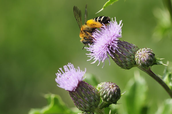 Eine Wildbiene sitzt auf einer lila Blume.