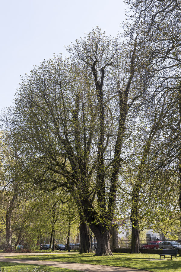 Eine Gruppe von großen Rosskastanien mit frischen Blättern wächst in einem Park.
