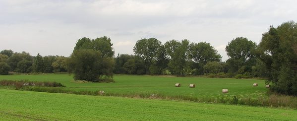 Landschaft mit grünen Wiesen, Heuballen und Weiden im Hintergrund.