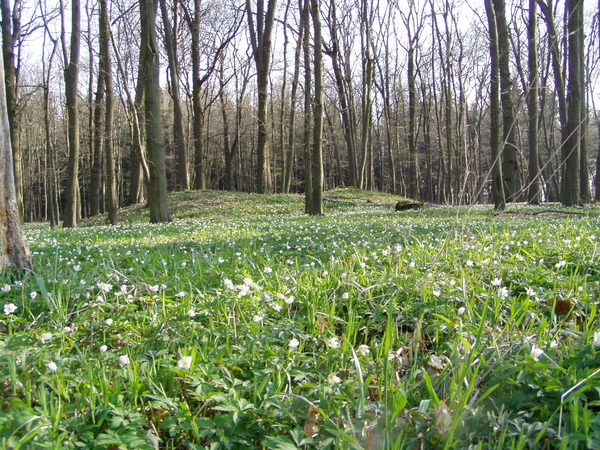 Wald im Frühjahrsaspekt mit Buschwindröschen.