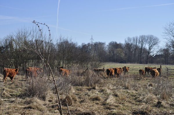 Rinder weiden im Naturschutzgebiet.