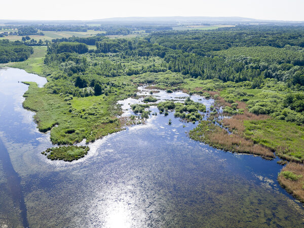Naturnahe Teichlandschaft mit Schilfflächen aus der Luft.