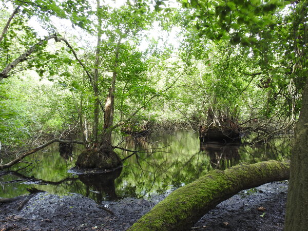 Erlenbruchwald im Sommer.