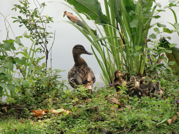 Ente mit Küken an einem Teichrand.
